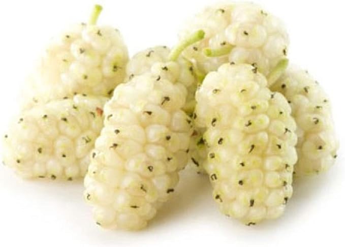 white mulberry