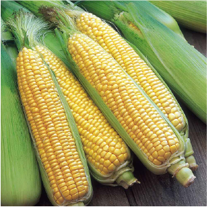 Maize Hybrid Sweet corn