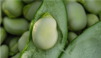 Broad beans