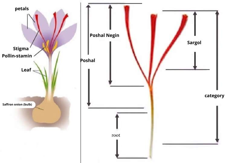 Different parts of saffron flower