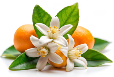 Getting to know Orange blossom