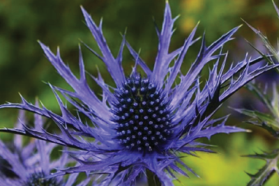 Properties of Eryngium sweat