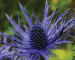 Properties of Eryngium sweat