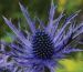 Properties of Eryngium sweat